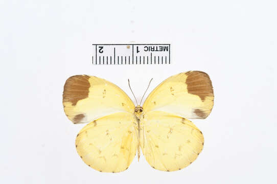 Image of Eurema sari (Horsfield 1829)