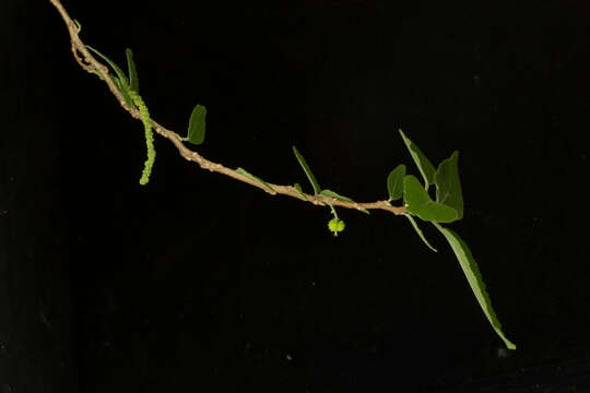 Acalypha flagellata Millsp.的圖片