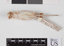 Image of Perognathus flavescens apache Merriam 1889