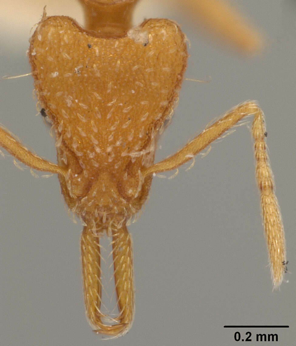 Image of Strumigenys nevermanni Brown 1959