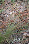 Image of Nuttall's lobelia