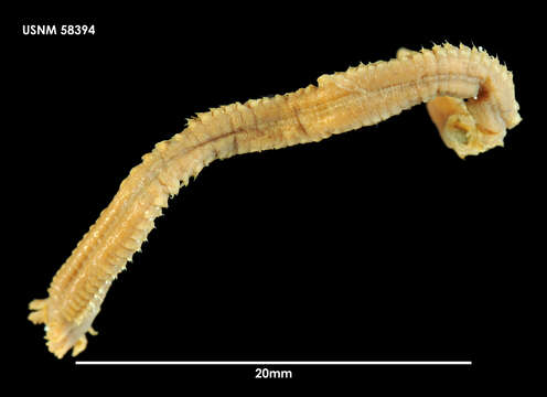 Rhamphobrachium subgen. Spinigerium resmi