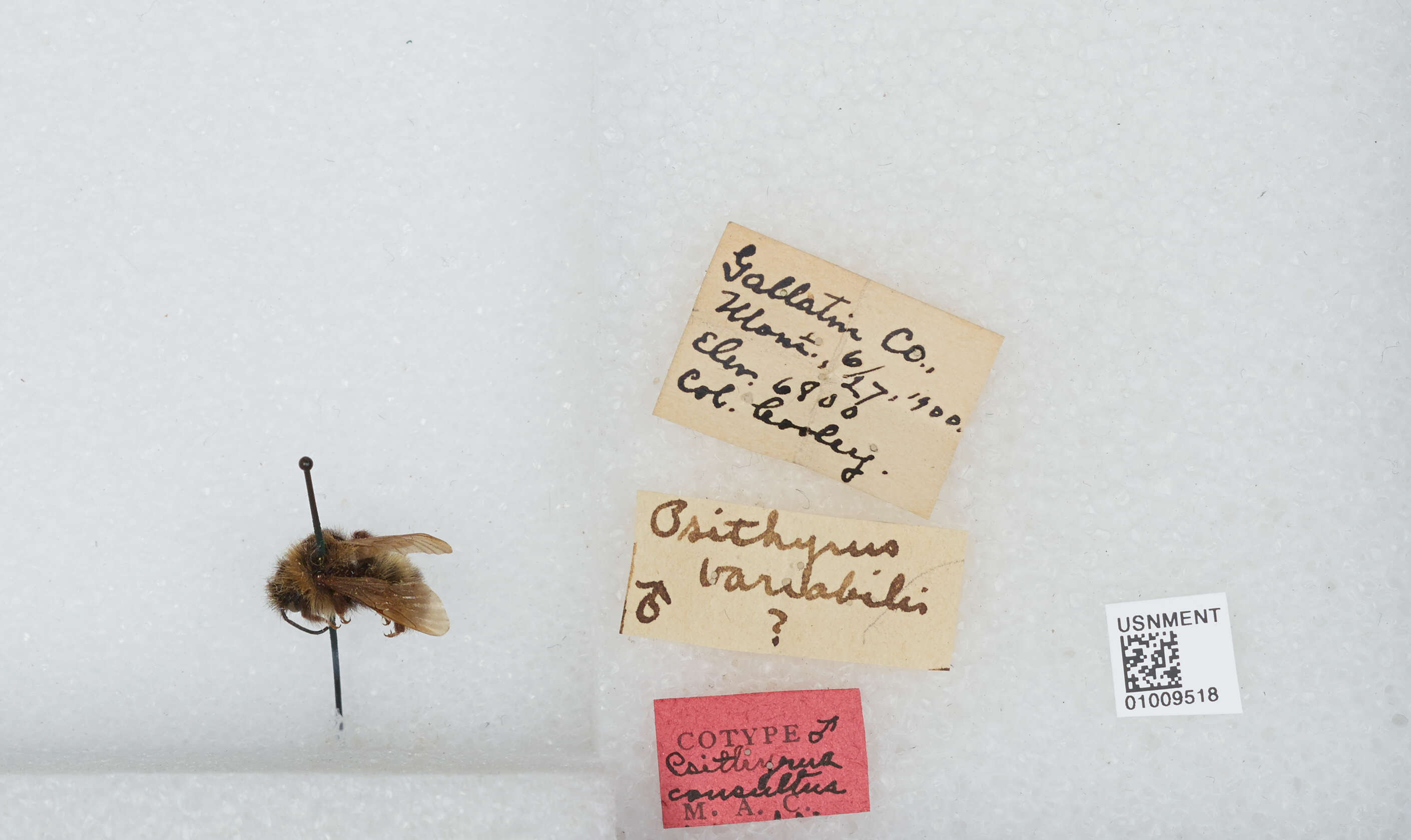 Image de Bombus insularis (Smith 1861)