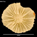 Image of Crispatotrochus irregularis (Cairns 1982)