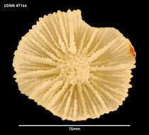 Image of Crispatotrochus irregularis (Cairns 1982)