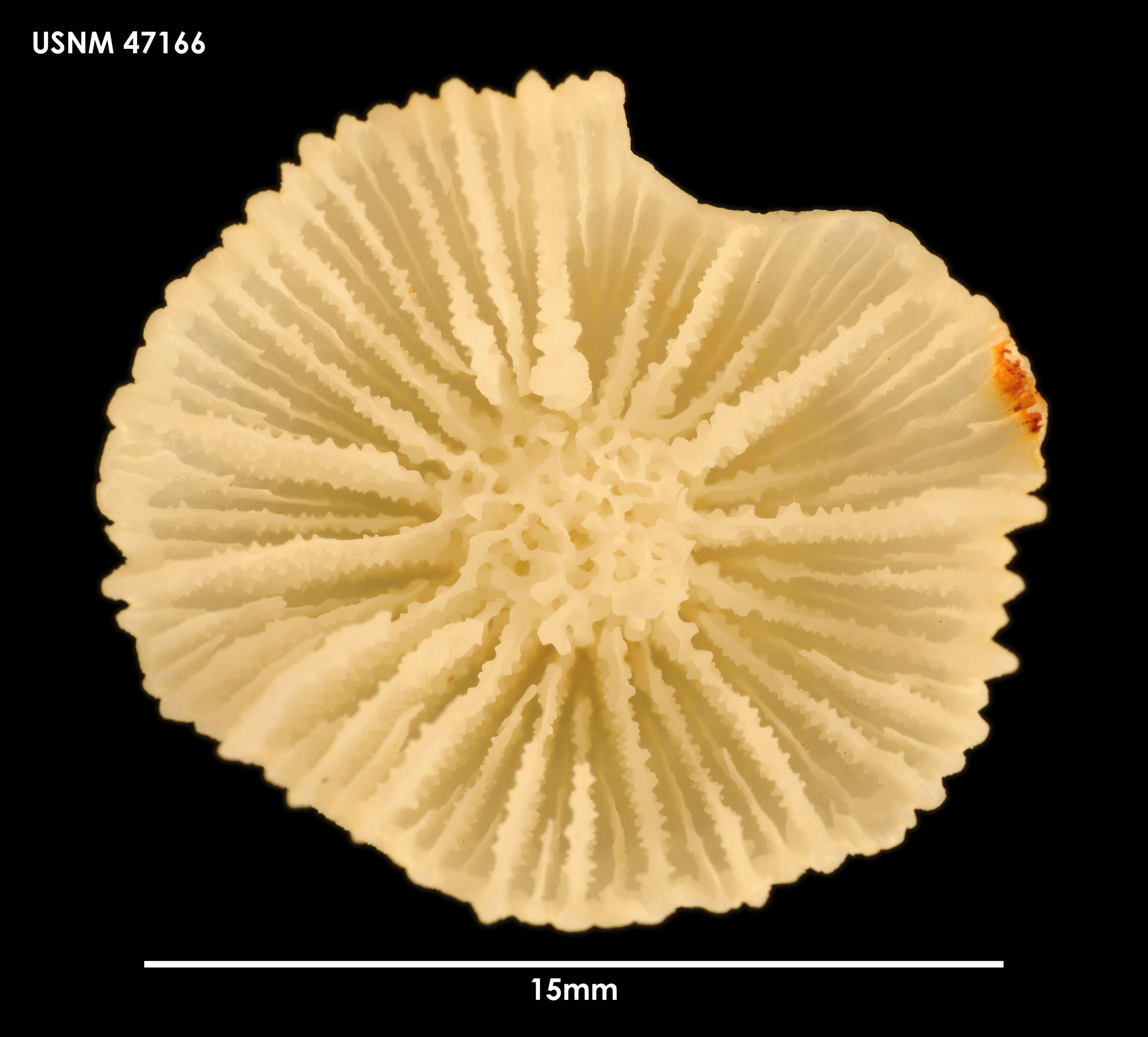 Image of Crispatotrochus Tenison-Woods 1878