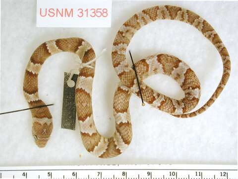 Image of Mexican Lyre Snake