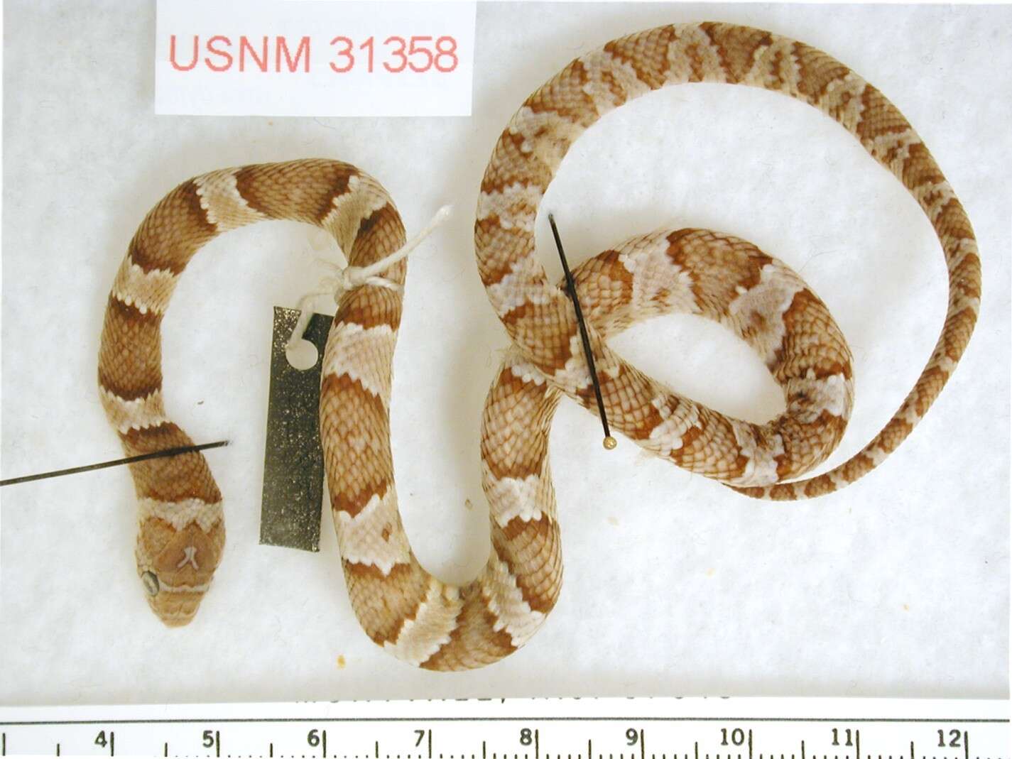 Image of Mexican Lyre Snake