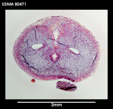 Image of Baseodiscus antarcticus Baylis 1915