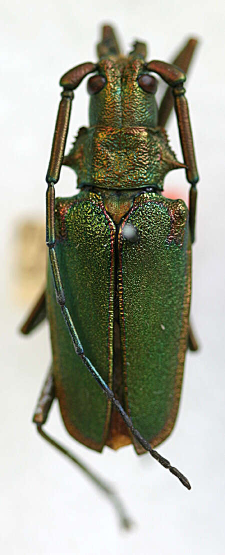 Image of Scatopyrodes tenuicornis marginatus (White 1853)