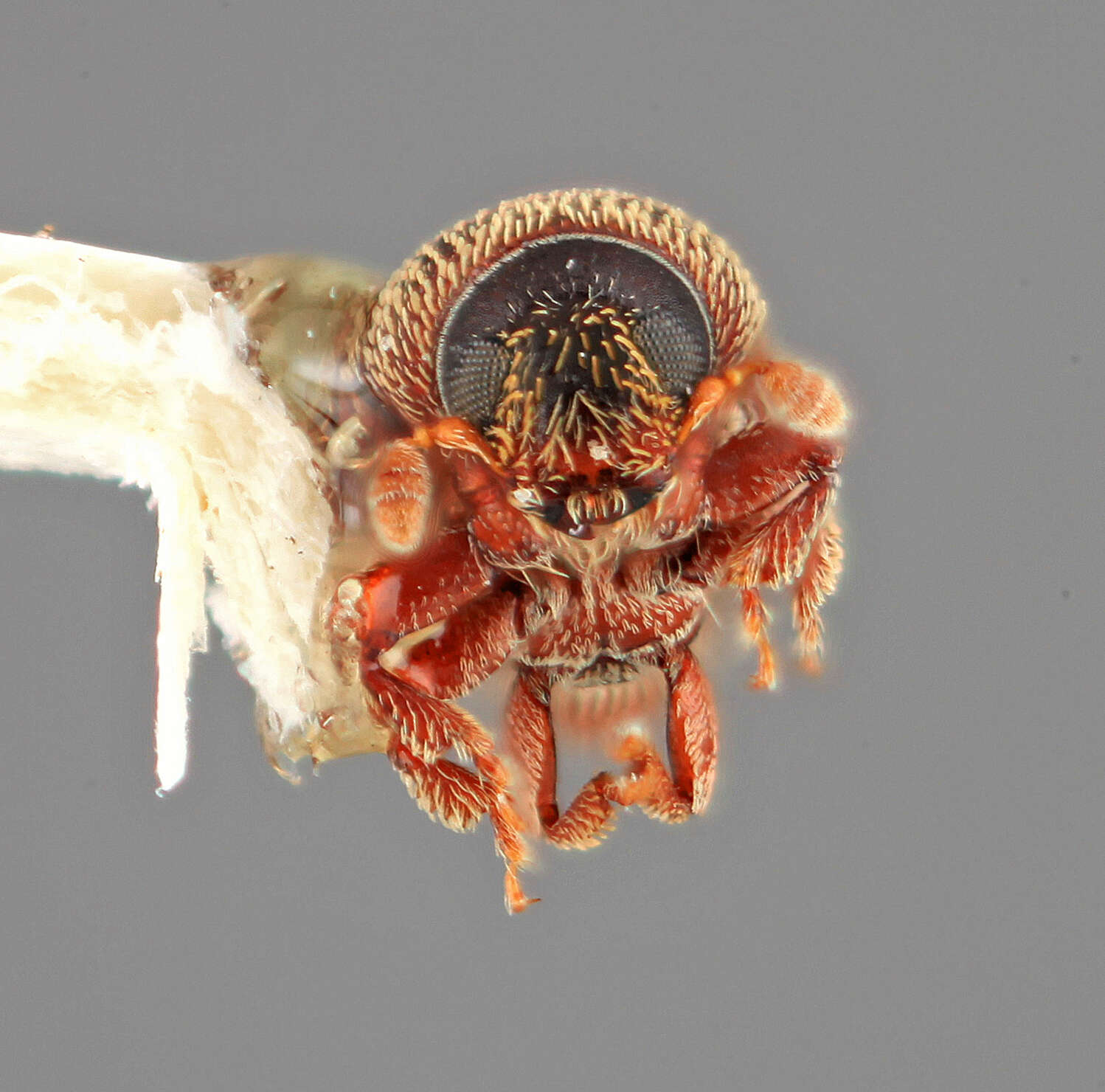 Image of Phloeosinopsioides