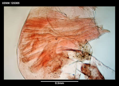 Image of Tetrachaelasma Newman & Ross 1971