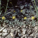 Image of golden bladderpod