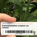 Image of Grammatophyllum multiflorum var. multiflorum