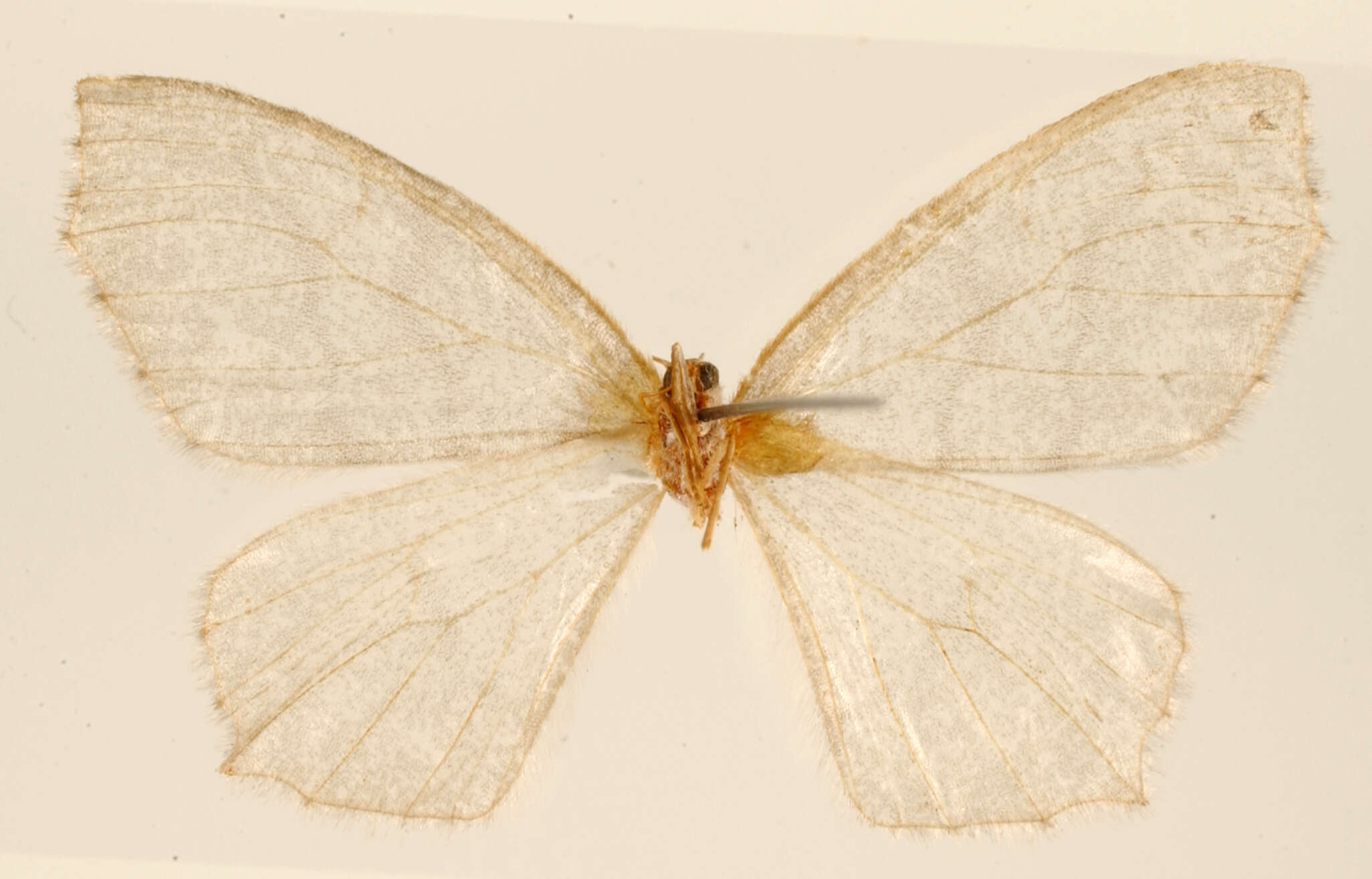 Image of Trygodes simplicissima Dyar 1912