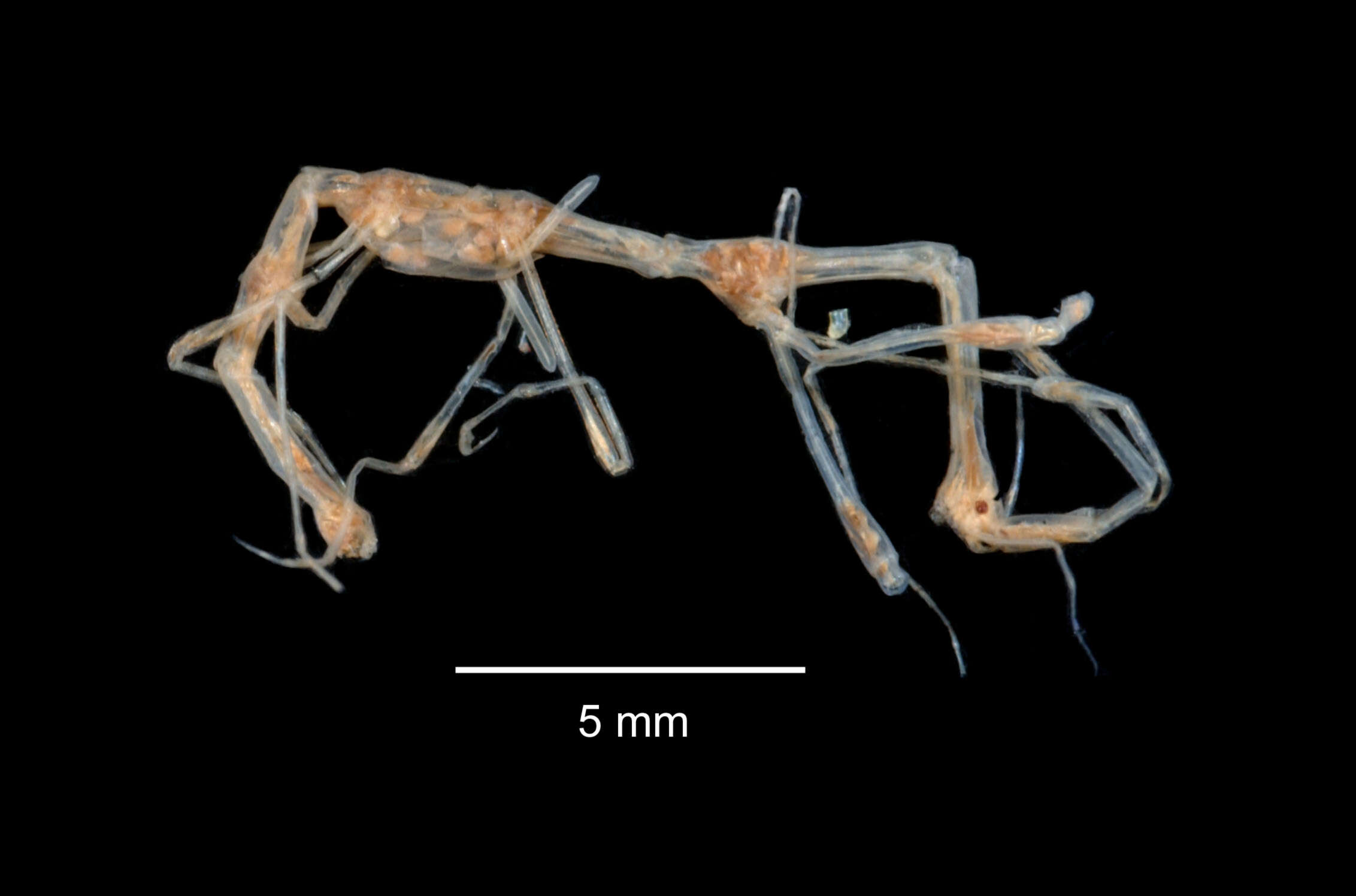 Image of Paraproto condylata (Haswell 1885)