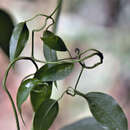 Image of Clematis L.