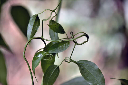 Image of Clematis L.