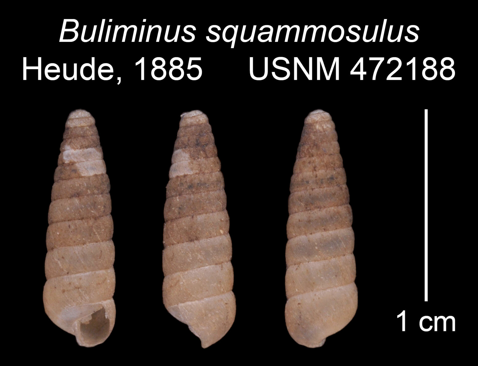 Image of Buliminopsis Heude 1890