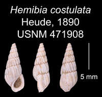 Image of Oncomelania hupensis hupensis