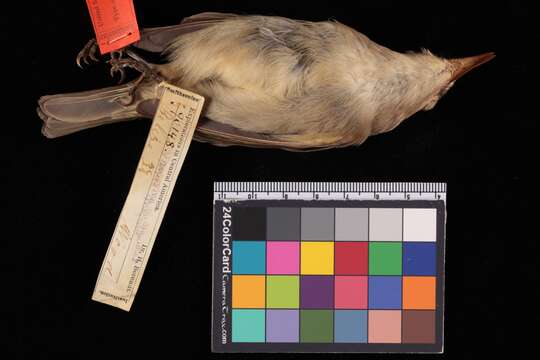 Image of Vireo magister magister (Baird & SF 1871)