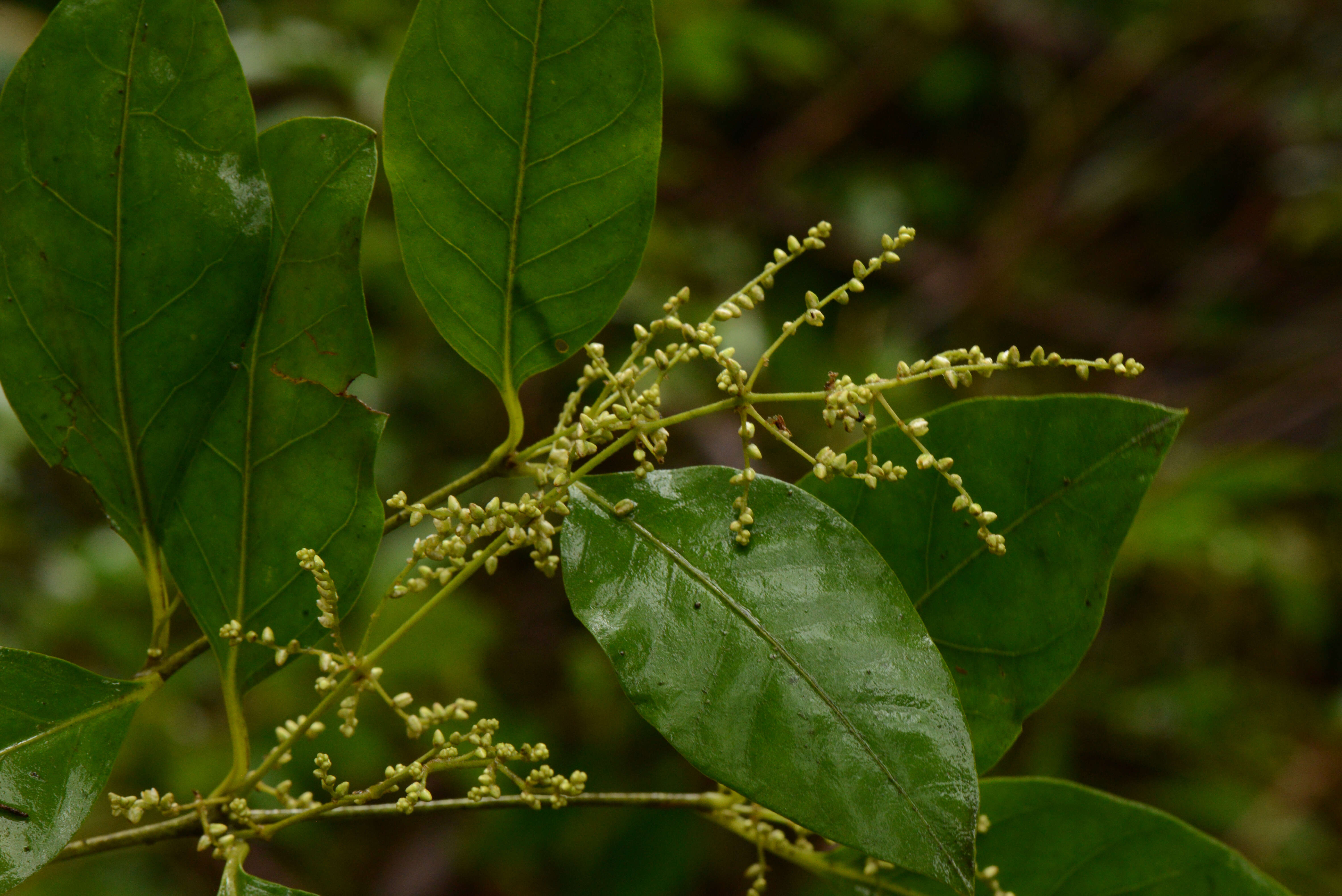 Image of Amaranthaceae