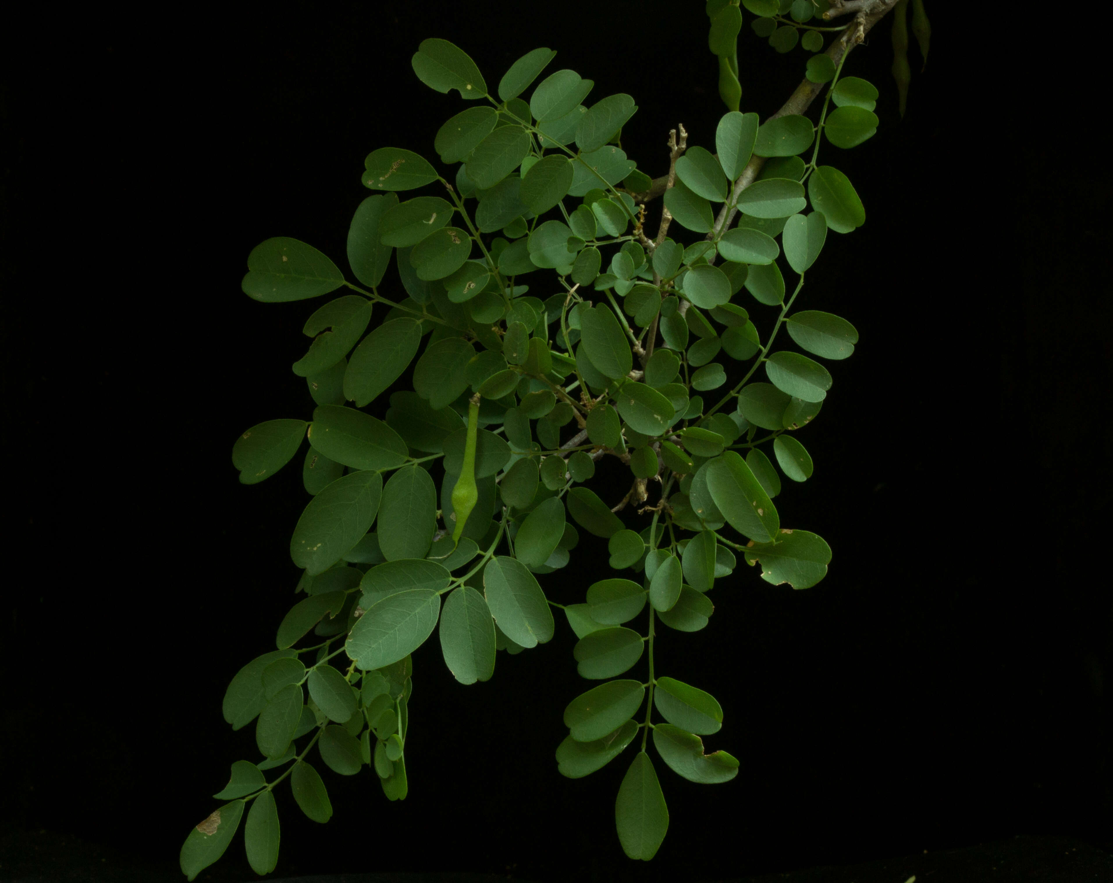 Image of Coursetia robinoides M. Sousa & Lavin 1987