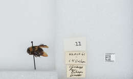 Plancia ëd Bombus hortulanus Friese 1904