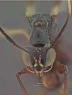 Image of Dryinus browni Ashmead 1905