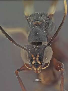 Image of Dryinus browni Ashmead 1905