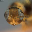 صورة Meromyzobia bifasciata (Ashmead 1890)