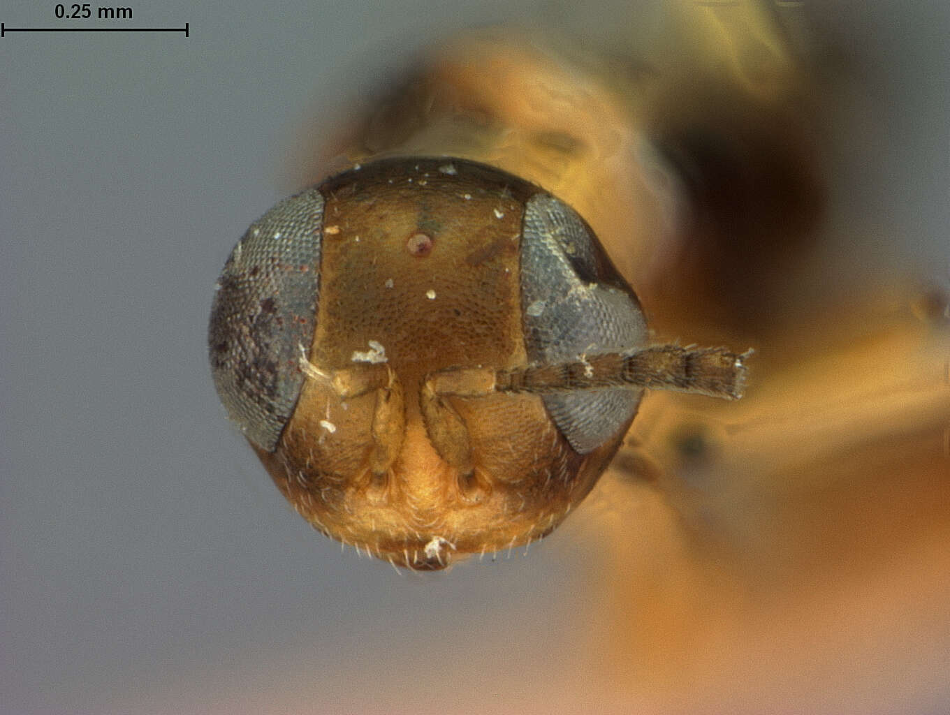 Image de Meromyzobia bifasciata (Ashmead 1890)