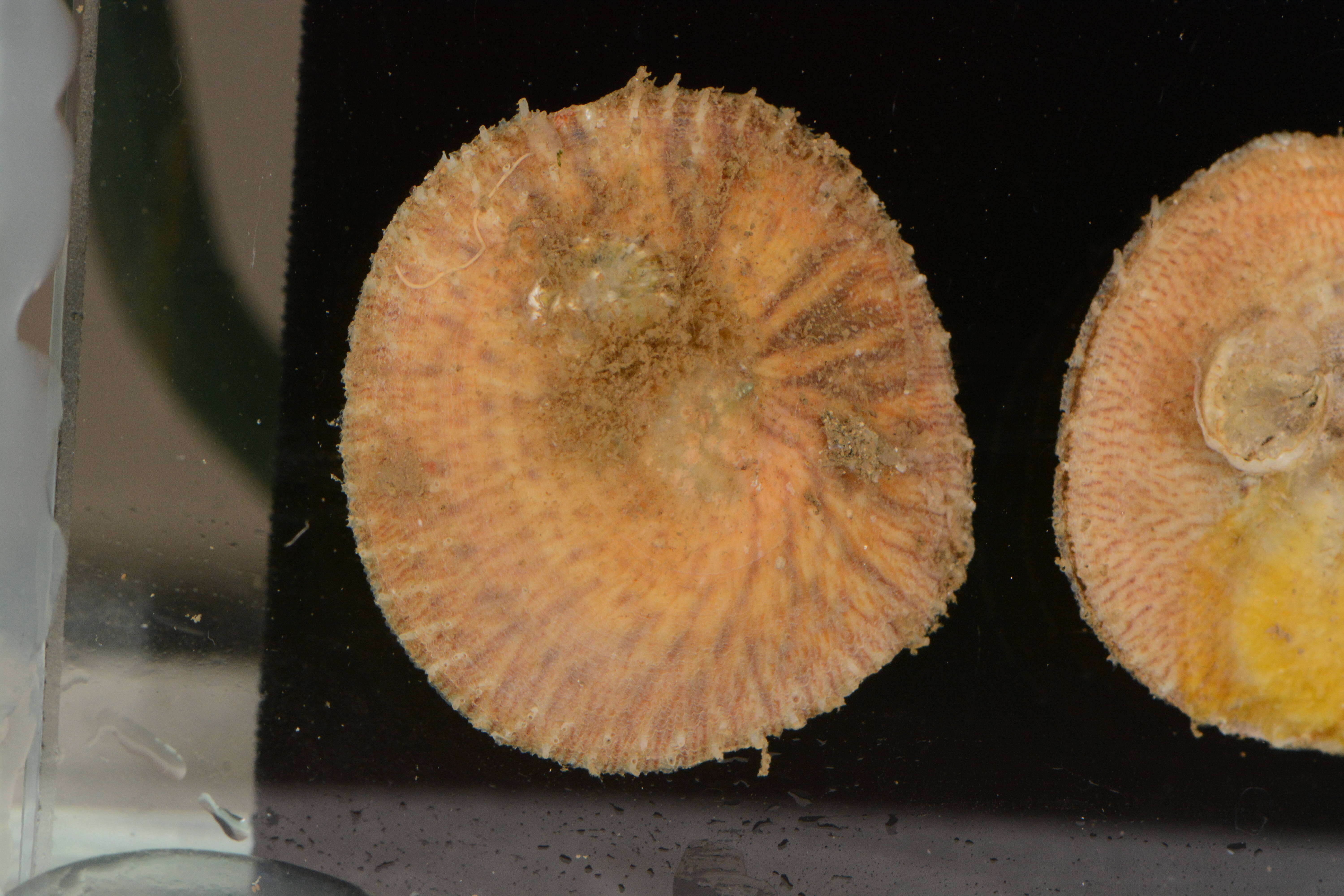 Image of Spiny cup and saucer shell