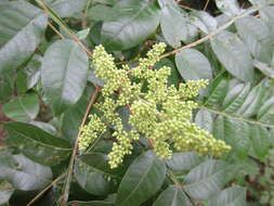 Image of Rhus copallina L.