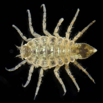 Image of sand isopod