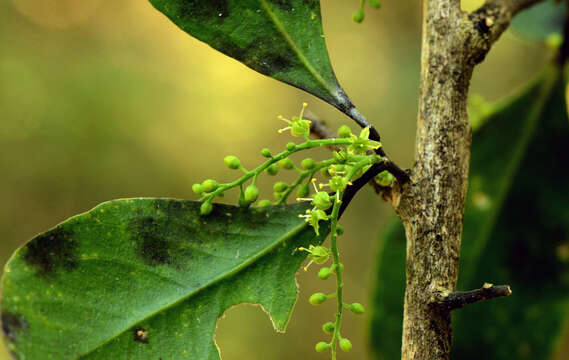 Image of Agonandra excelsa Griseb.