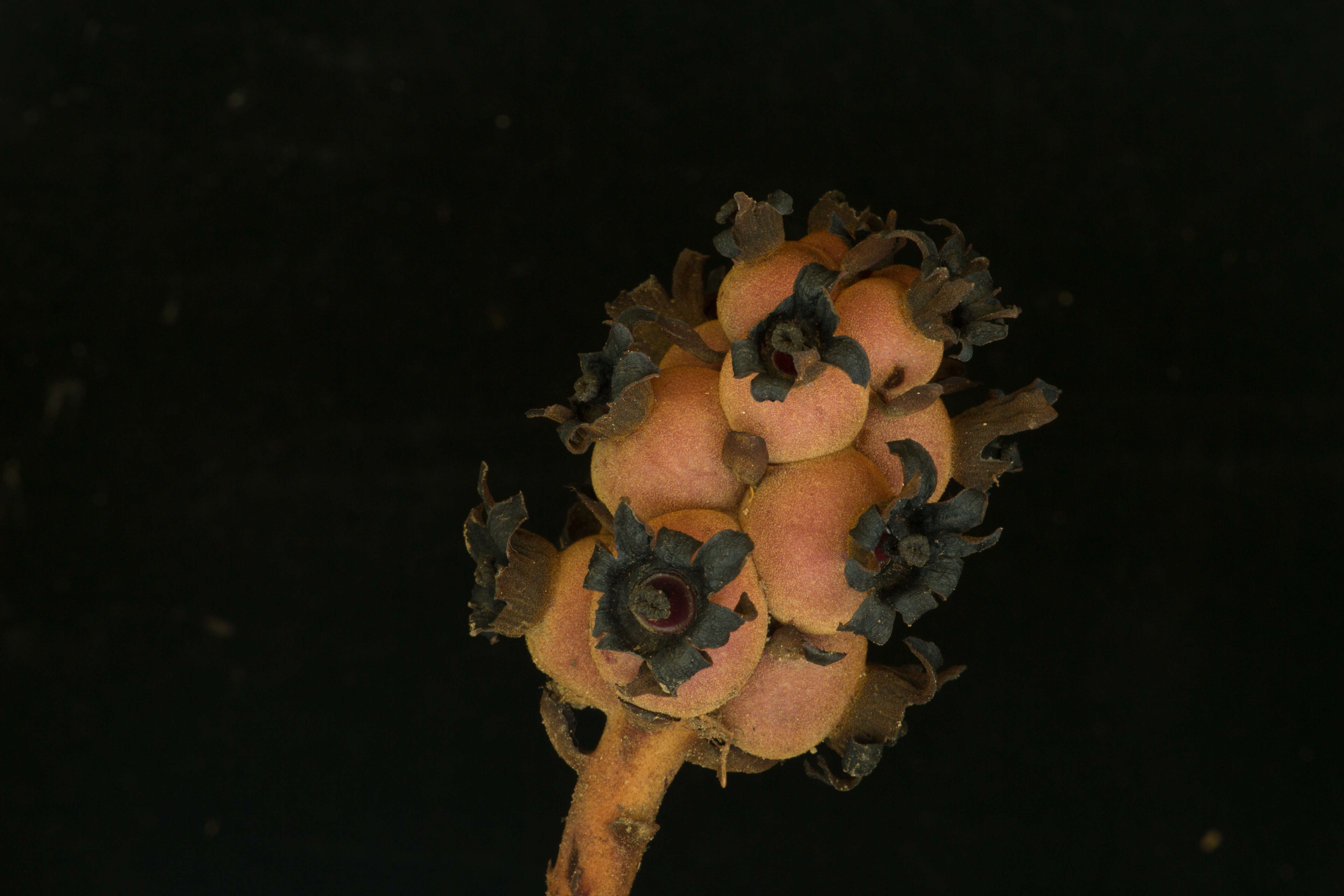 Image of Bdallophytum americanum (R. Br.) Eichler ex Solms