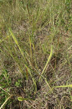 Image of foxtail clubmoss