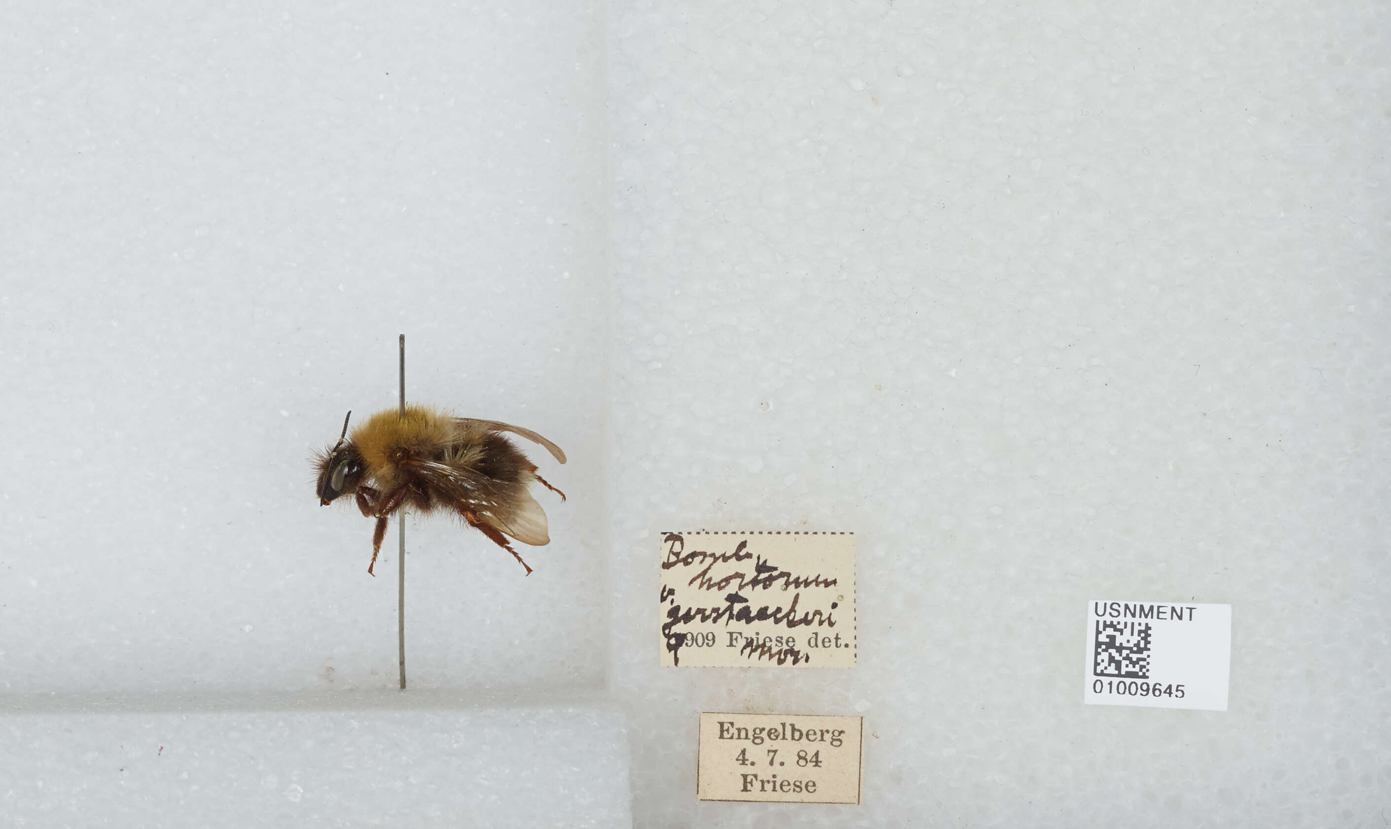 Image of Bombus gerstaeckeri Morawitz 1881