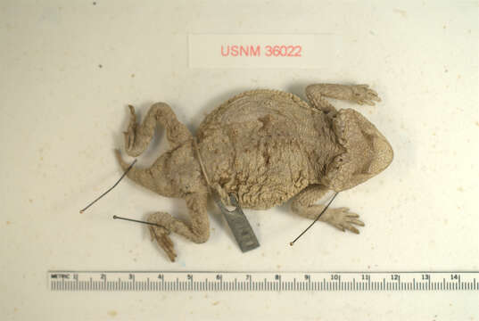 Image of Rock Horned Lizard