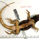 Sceloporus sugillatus Smith 1942 resmi