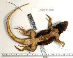 Image of Sceloporus sugillatus Smith 1942