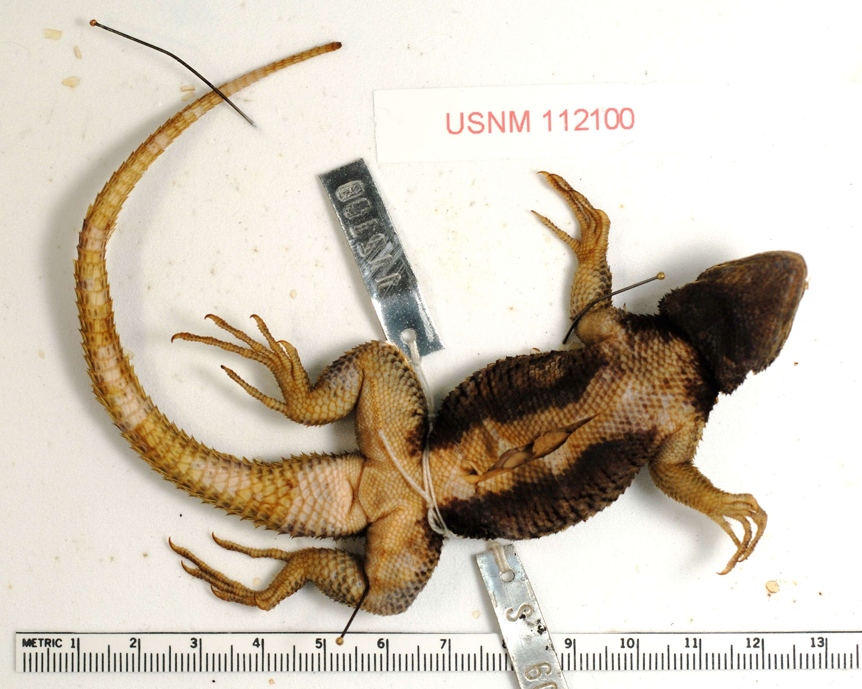 Sceloporus sugillatus Smith 1942 resmi