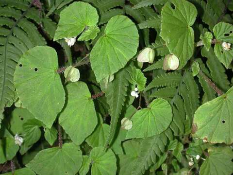 Image of Brazilian Begonia