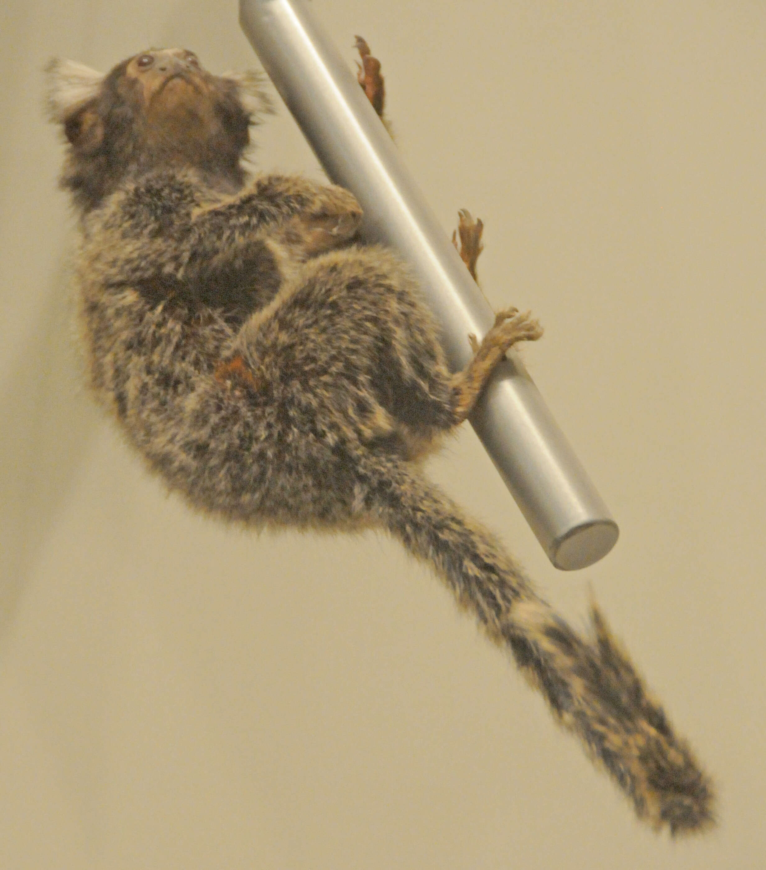 Image of Common Marmoset