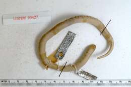 Image of Blotched Hooknose Snake