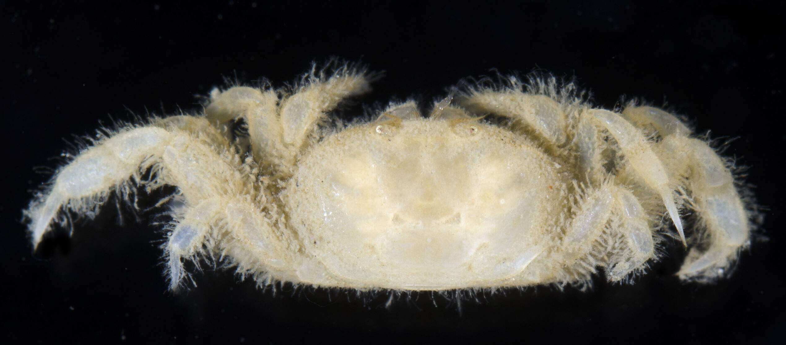 Image of Pinnixulalinae Palacios Theil, Cuesta & Felder 2016