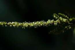 Image of Thorny pigweed