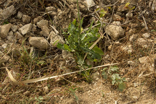 Image of common sowthistle