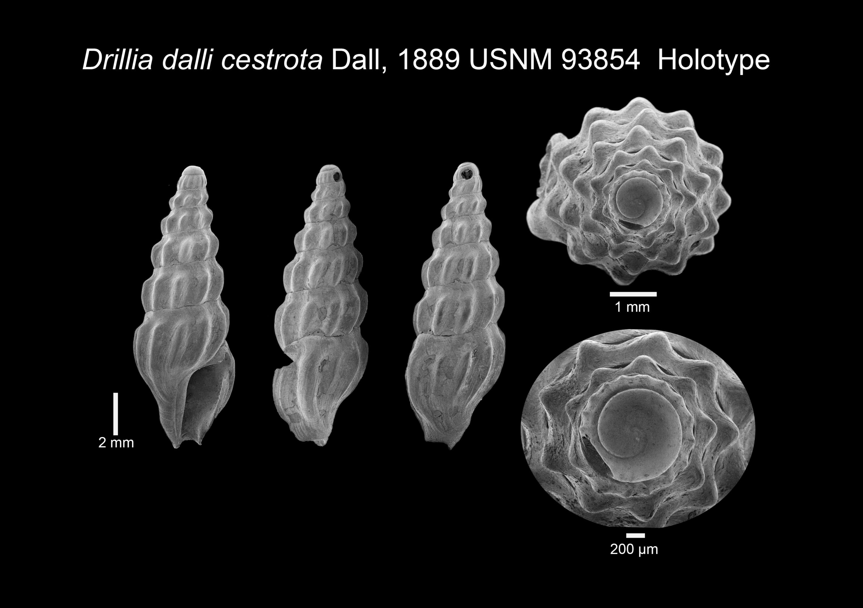 Image of Inodrillia dalli (Verrill & S. Smith)